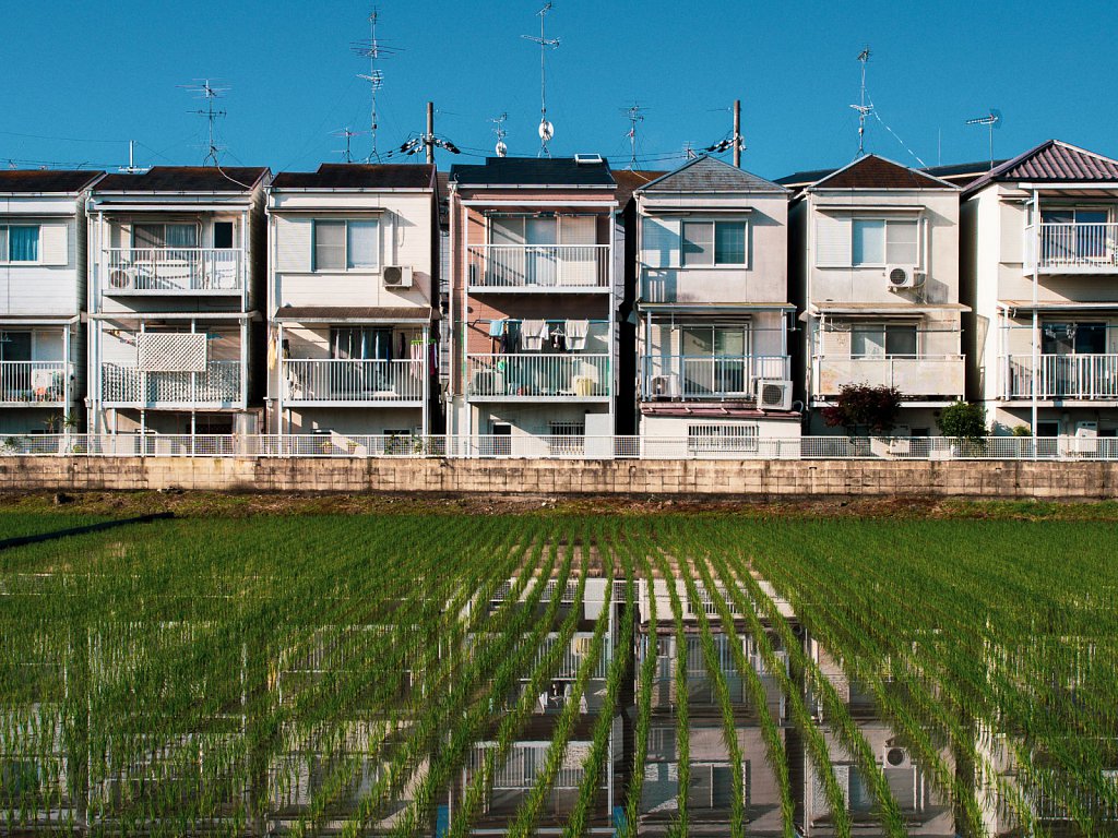 Houses in front of rice fields